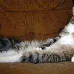 wersm-lazy-cat