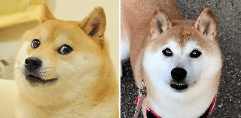 wersm-internet-memes-then-and-now-doge