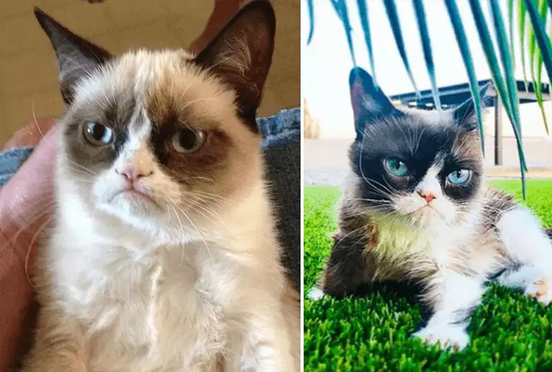 wersm-internet-memes-then-and-now-grumpy-cat