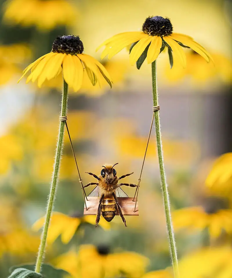 Meet The World's First Bee Influencer On Social Media
