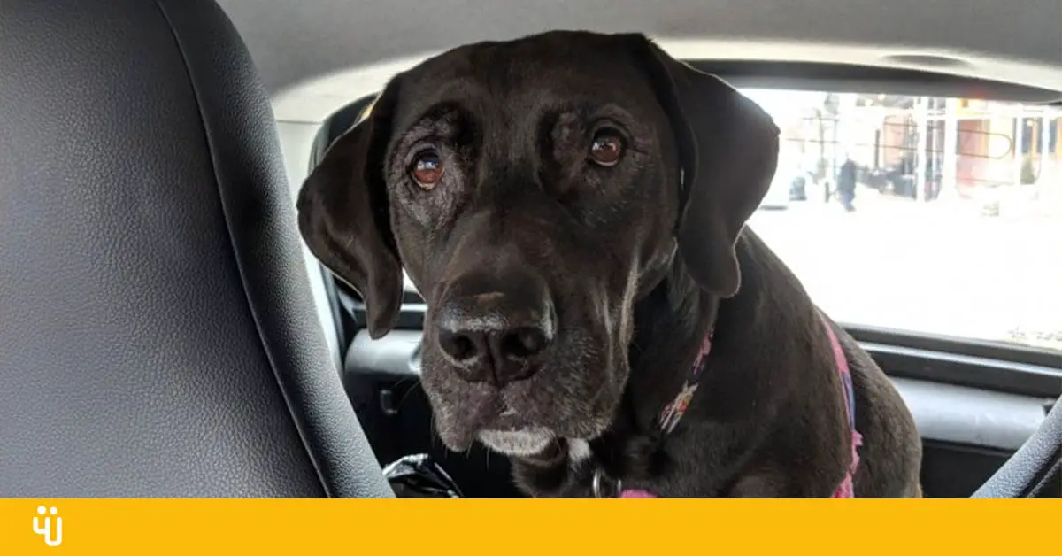 Uber Pet Will Let You Ride With Your Furry Friend For A Fee